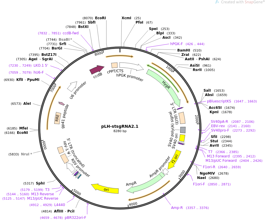 pLH-stsgRNA2.1载体图谱