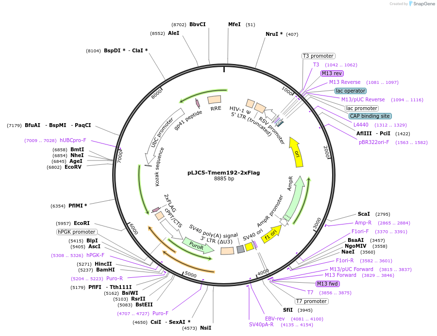 pLJC5-Tmem192-2xFlag载体图谱