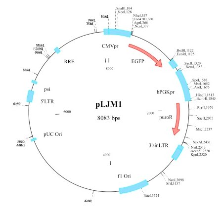 pLJM1-EGFP载体图谱