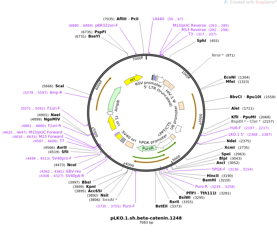 pLKO.1.sh.beta-catenin.1248质粒图谱
