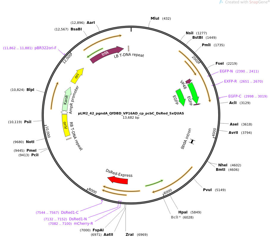 pLM2_42_pgndA_QfDBD_VP16AD_cp_pcbC_DsRed_5xQUAS载体图谱
