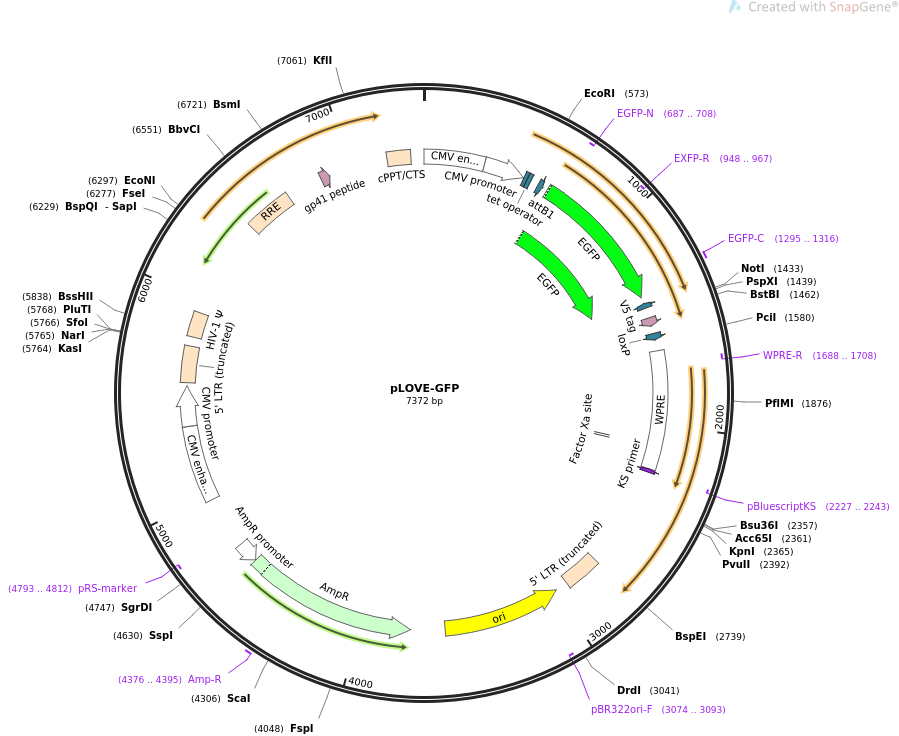 pLOVE-GFP质粒图谱