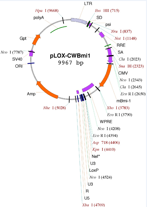 pLOX-CWBmi1载体图谱