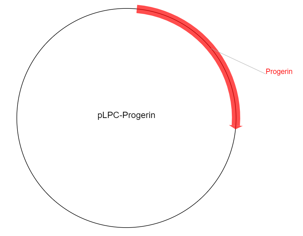 pLPC-Progerin载体图谱