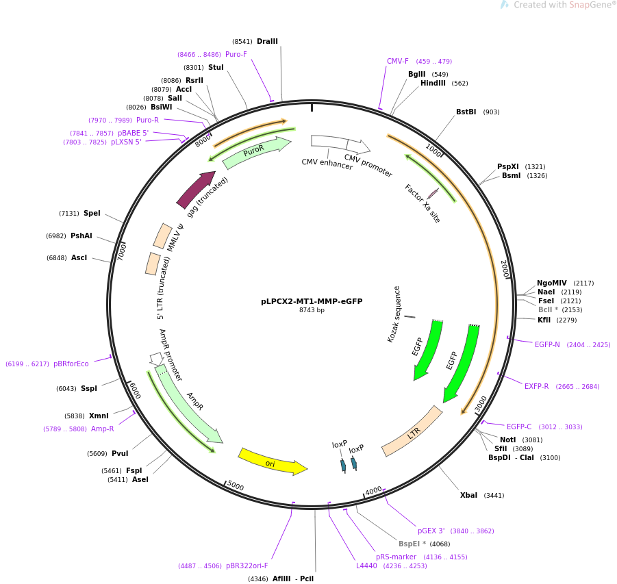pLPCX2-MT1-MMP-eGFP