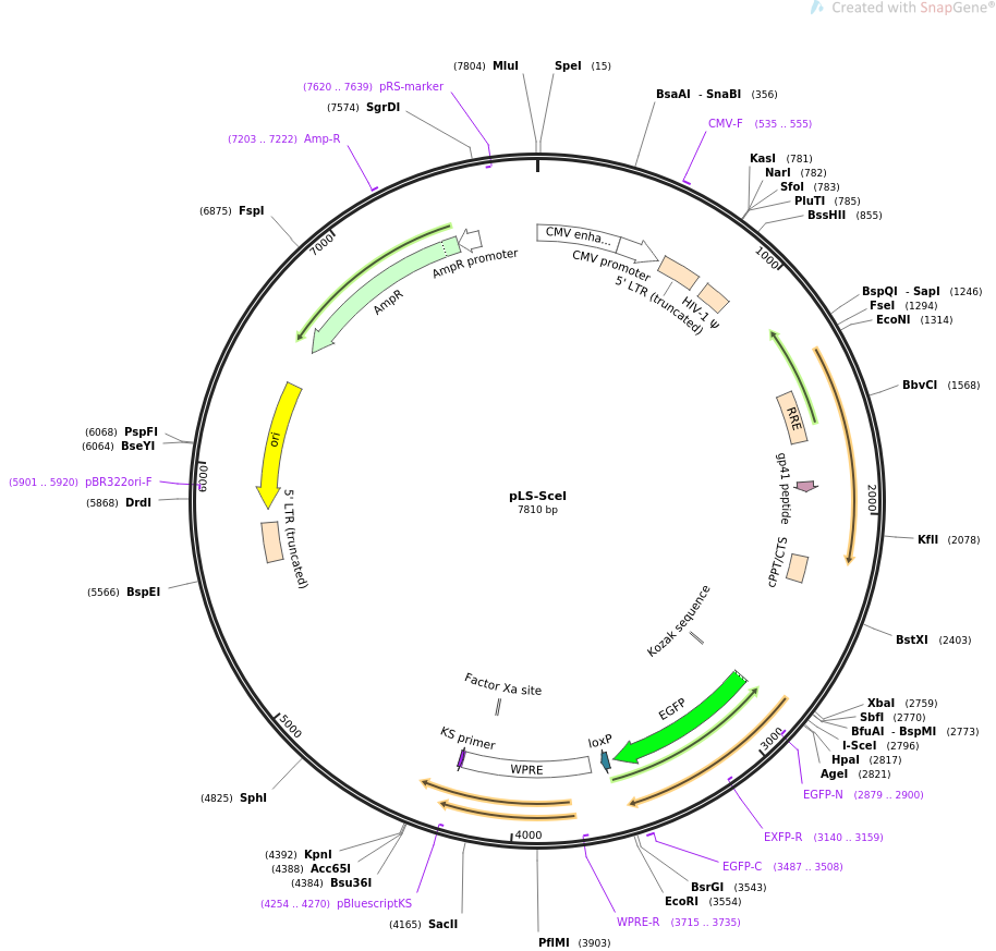 pLS-SceI载体图谱