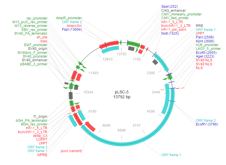 pLSC-5载体图谱