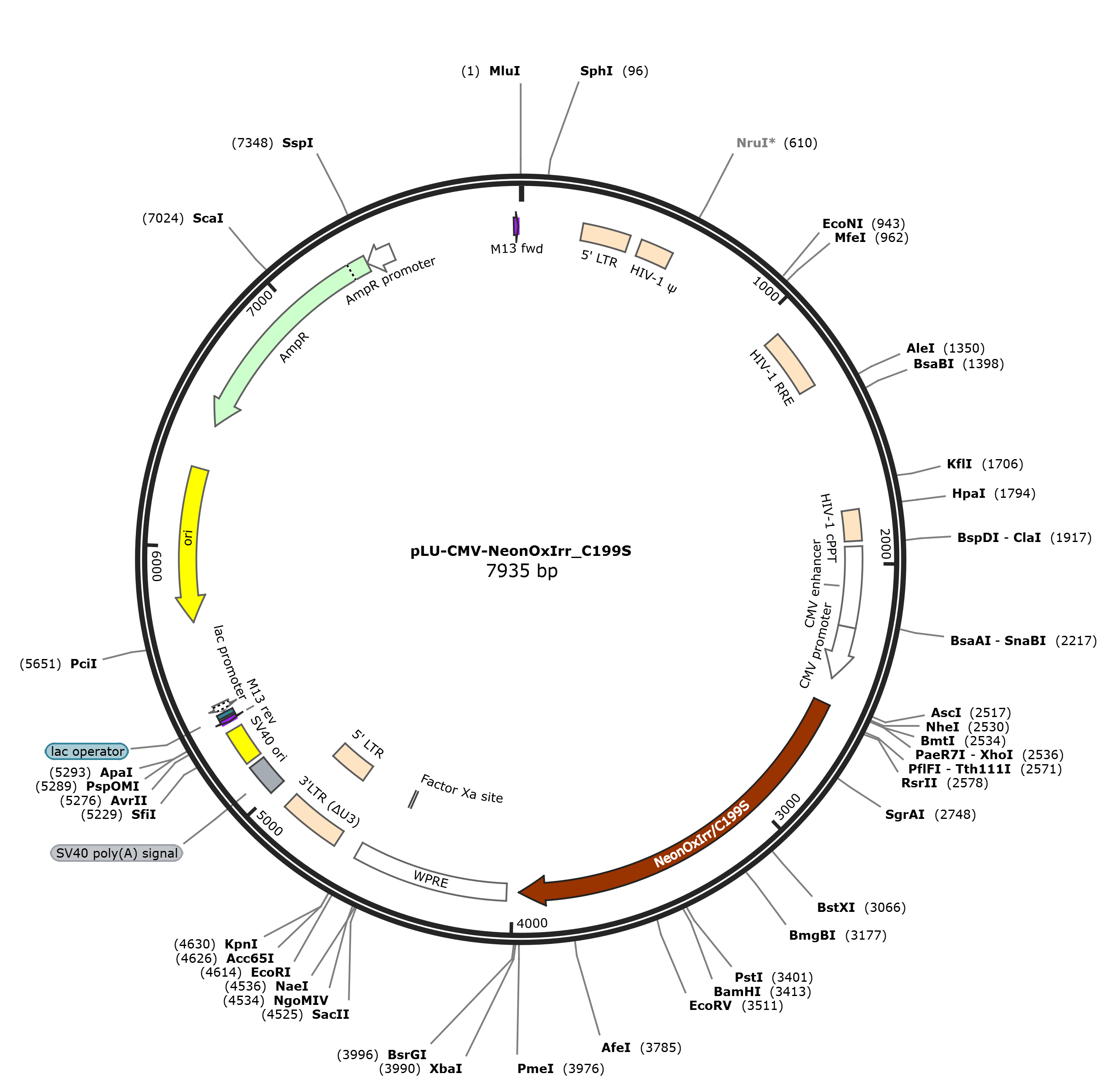 pLU-CMV-NeonOxIrr_C199S载体图谱