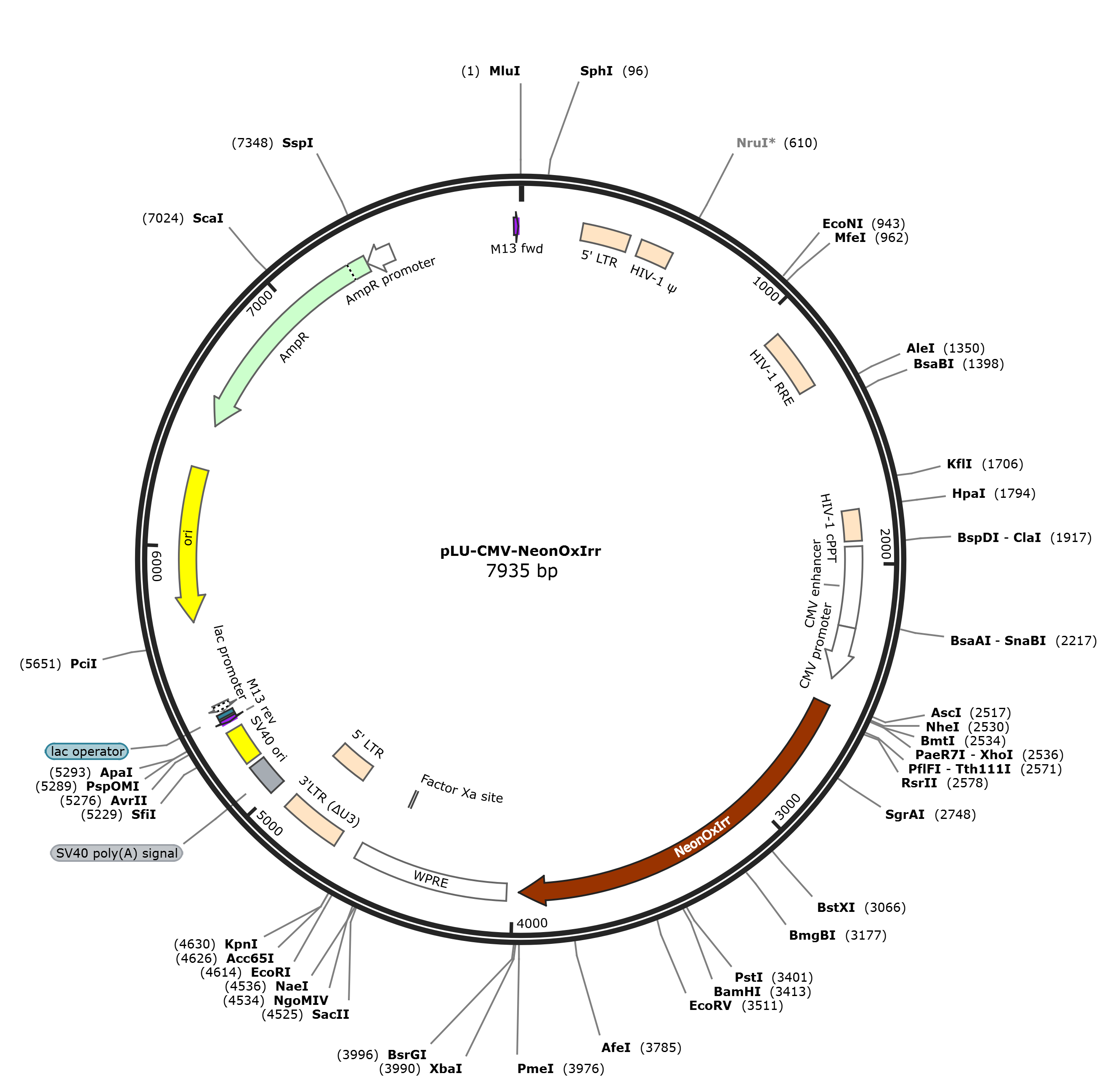pLU-CMV-NeonOxIrr载体图谱