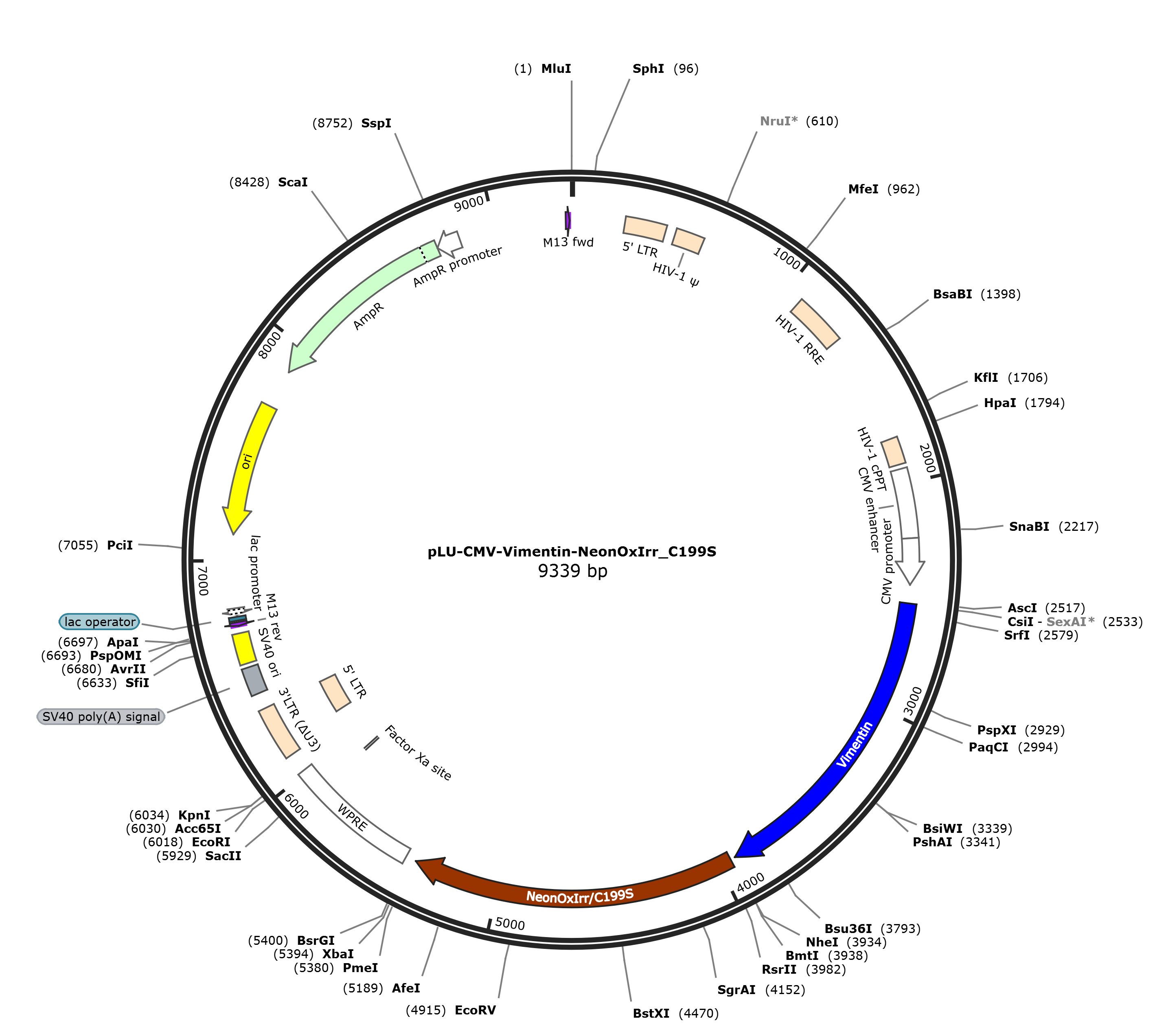 pLU-CMV-Vimentin-NeonOxIrr_C199S载体图谱