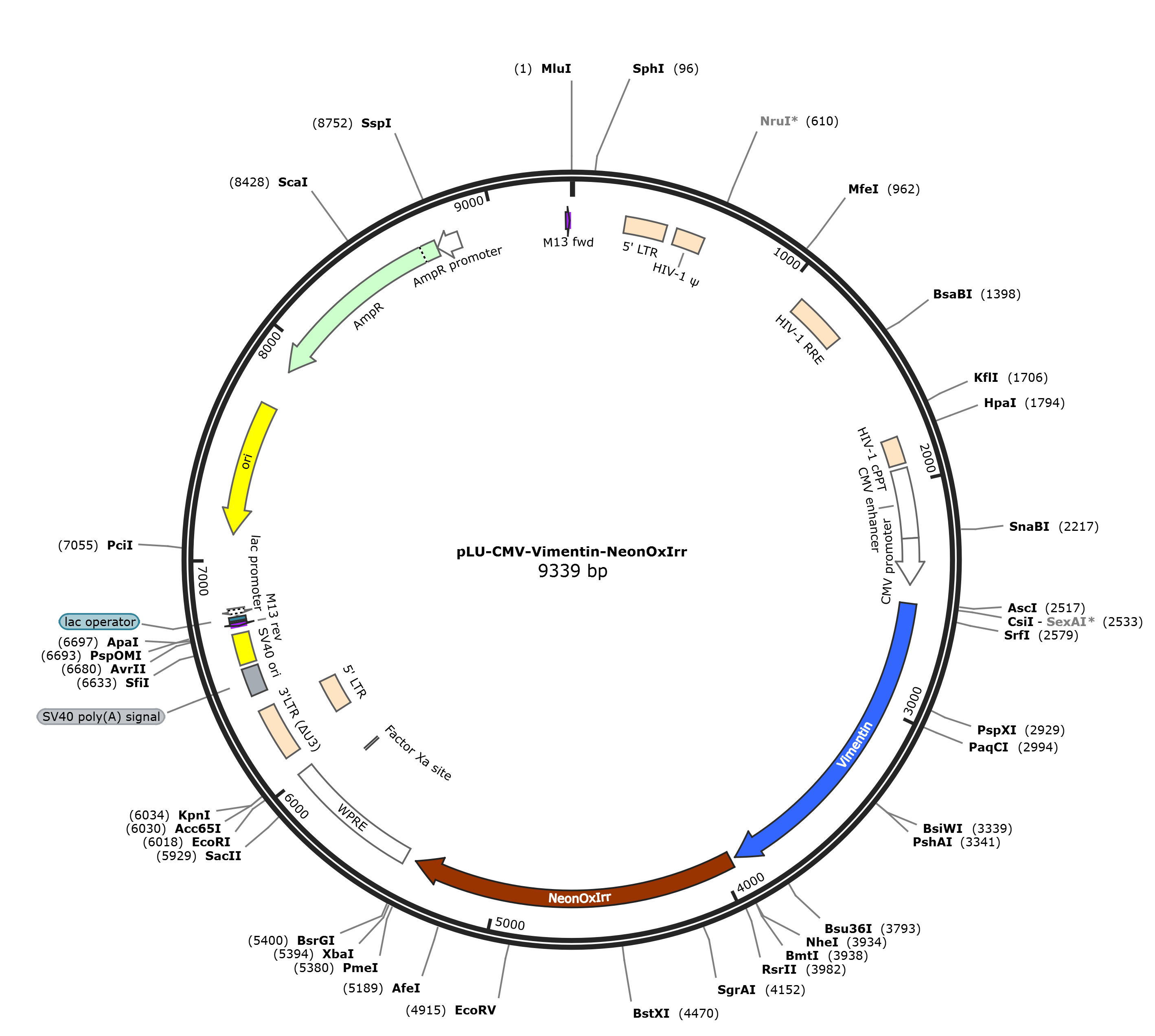 pLU-CMV-Vimentin-NeonOxIrr载体图谱