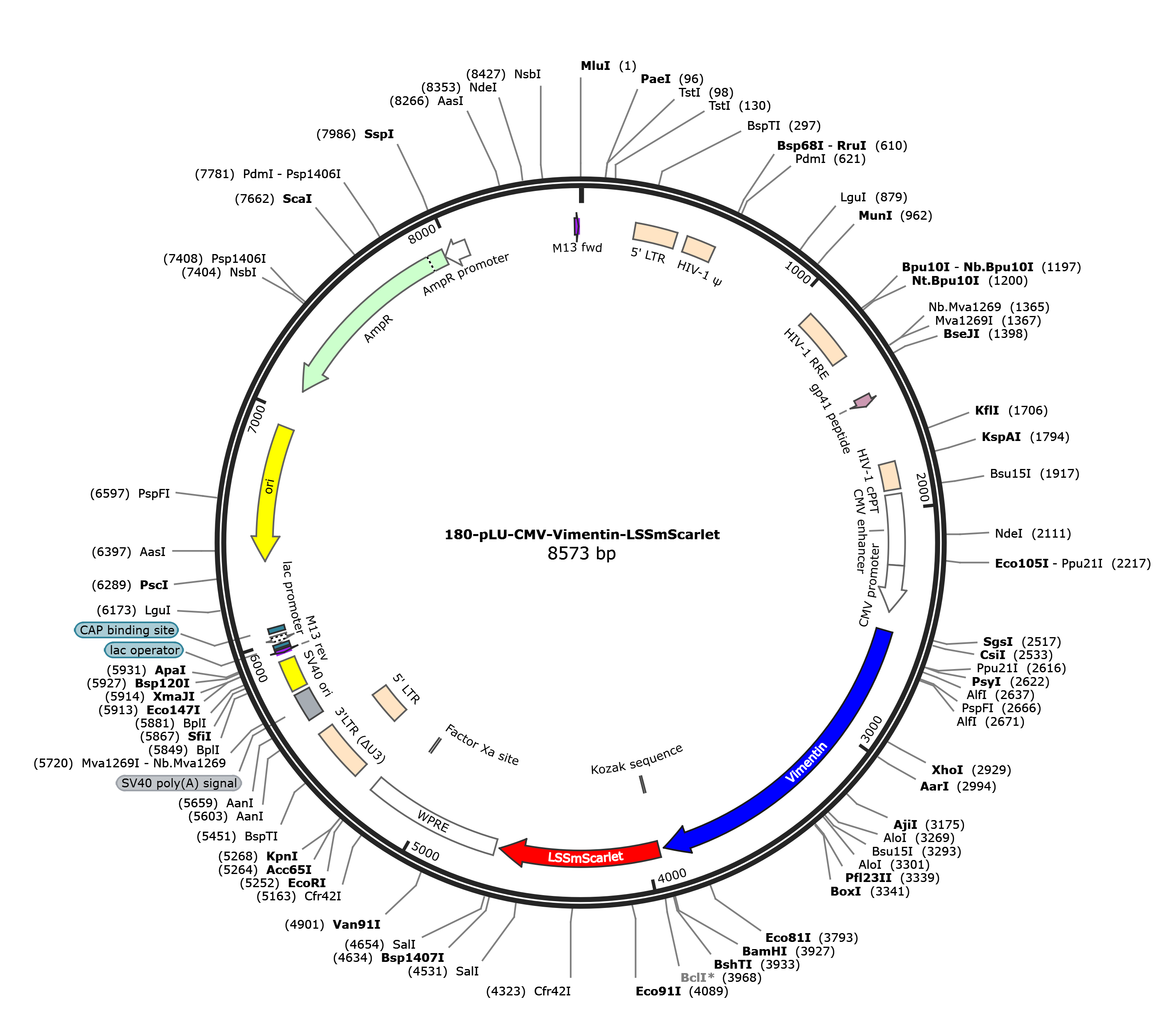 pLU-CMV-vimentin-LSSmScarlet载体图谱