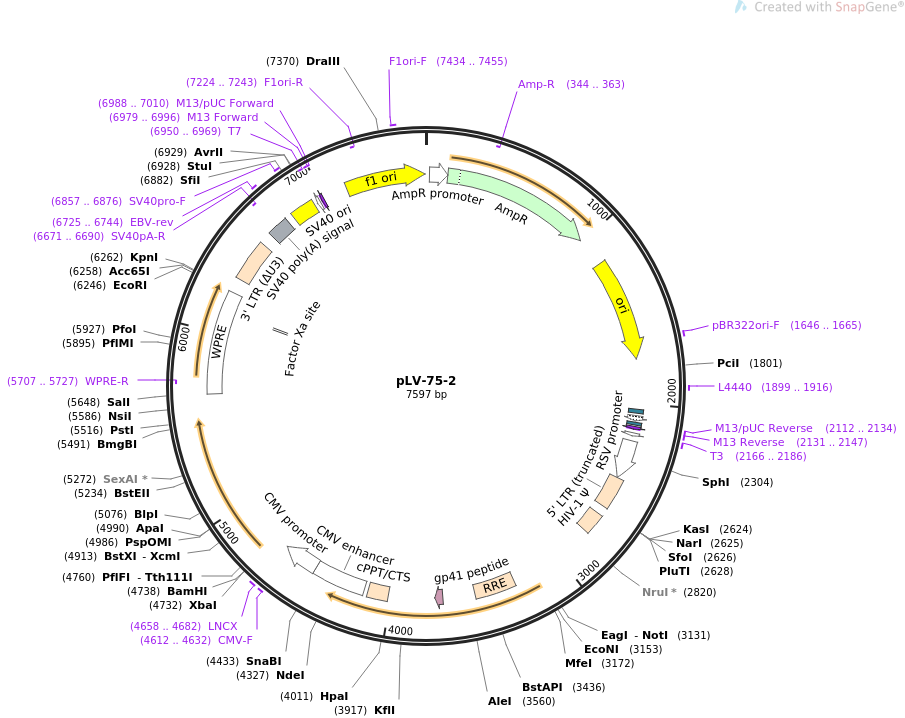 pLV-75-2载体图谱