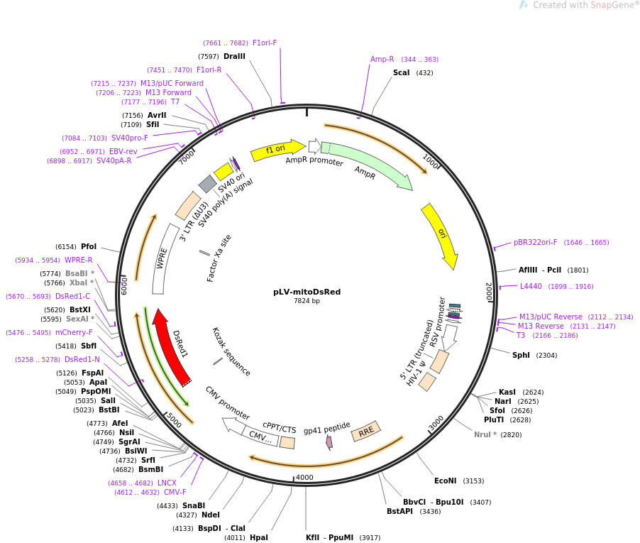 pLV-mitoDsRed质粒图谱