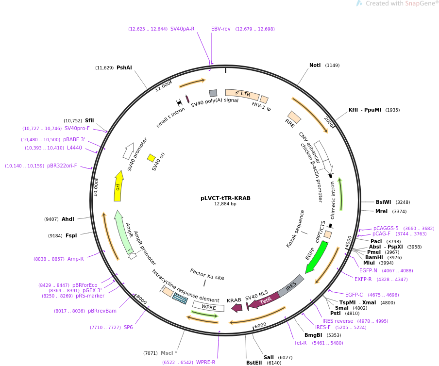 pLVCT-tTR-KRAB质粒图谱