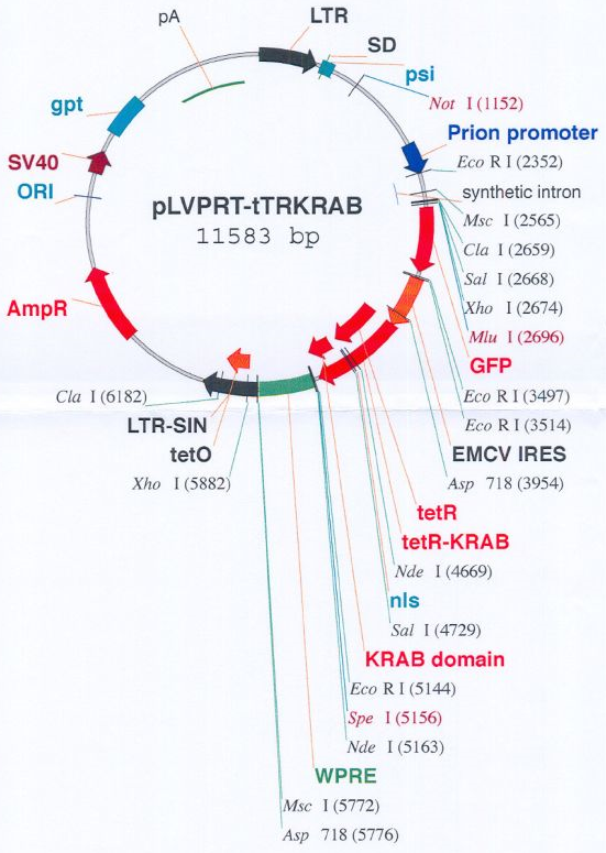pLVPRT-tTR-KRAB载体图谱