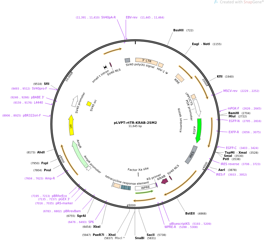 pLVPT-rtTR-KRAB-2SM2质粒图谱