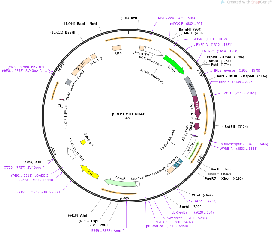 pLVPT-tTR-KRAB质粒图谱