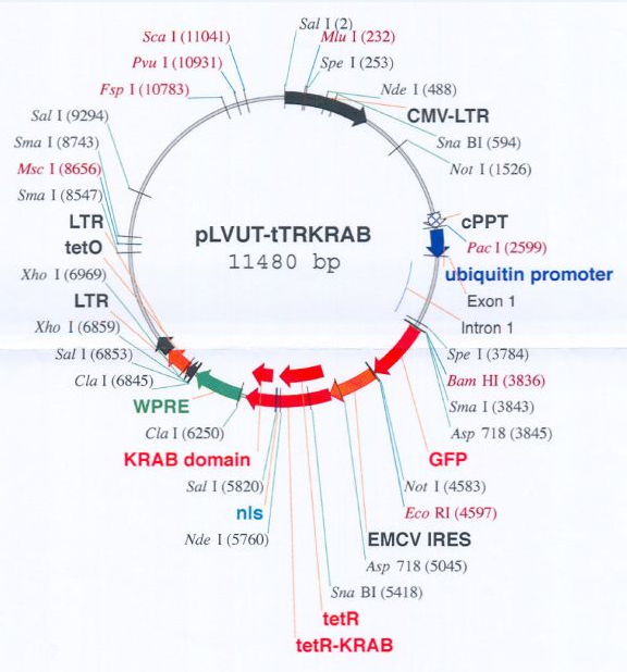 pLVUT-tTR-KRAB载体图谱