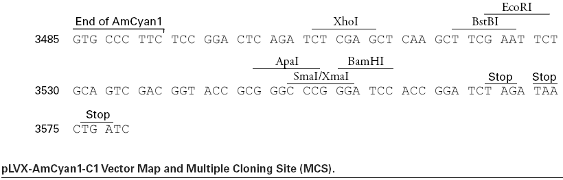 pLVX-AmCyan1-C1多克隆位点