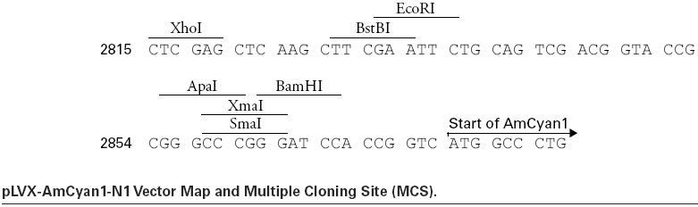 pLVX-AmCyan1-N1多克隆位点