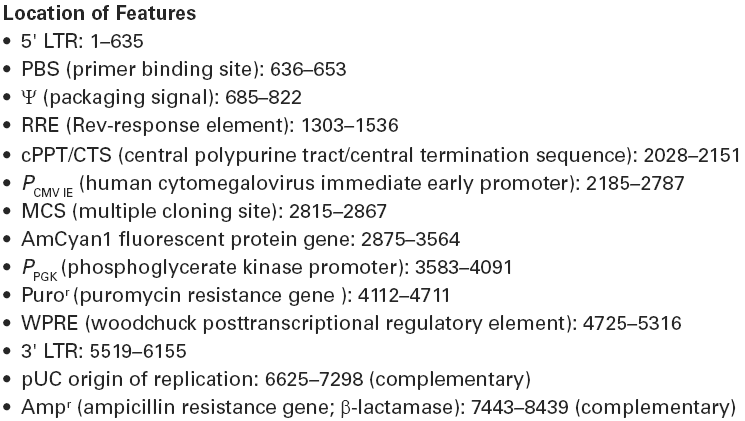 pLVX-AmCyan1-N1载体特征