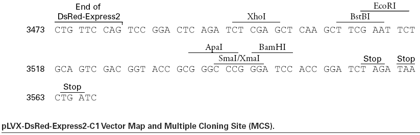 pLVX-DsRed-Express2-C1多克隆位点