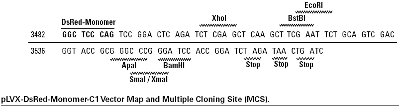 pLVX-DsRed-Monomer-C1多克隆位点