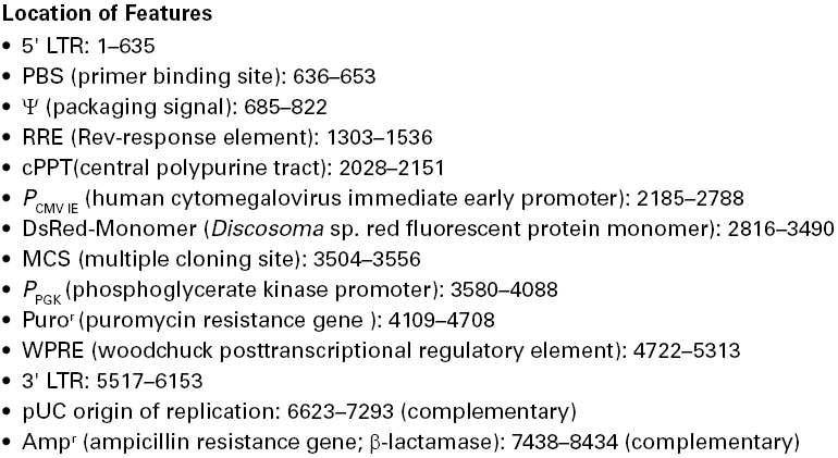 pLVX-DsRed-Monomer-C1载体特征