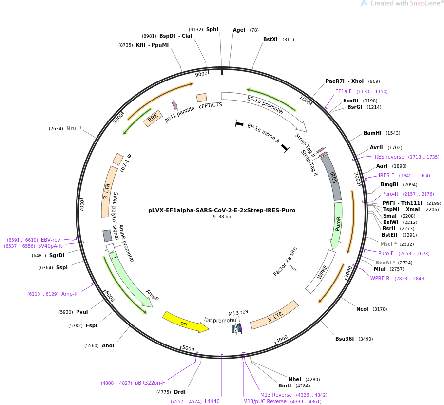 pLVX-EF1alpha-SARS-CoV-2-E-2xStrep-IRES-Puro载体图谱