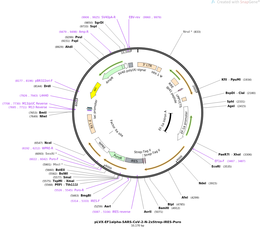 pLVX-EF1alpha-SARS-CoV-2-N-2xStrep-IRES-Puro载体图谱