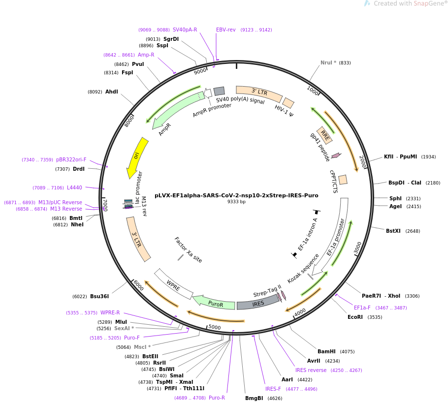 pLVX-EF1alpha-SARS-CoV-2-nsp10-2xStrep-IRES-Puro载体图谱