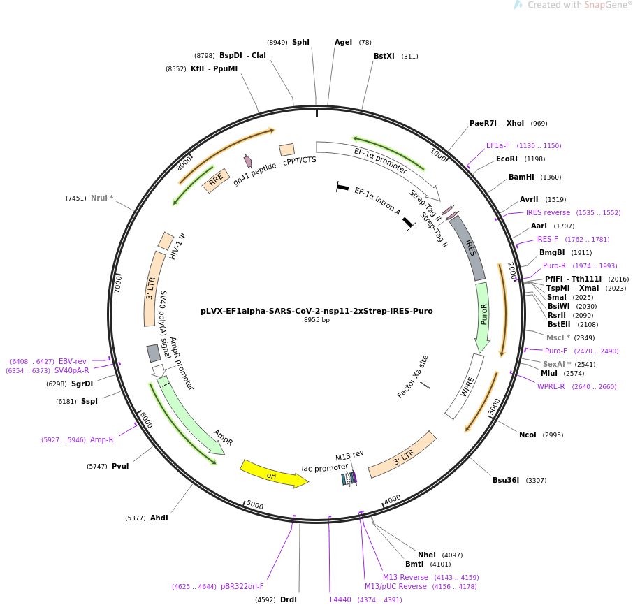 pLVX-EF1alpha-SARS-CoV-2-nsp11-2xStrep-IRES-Puro载体图谱