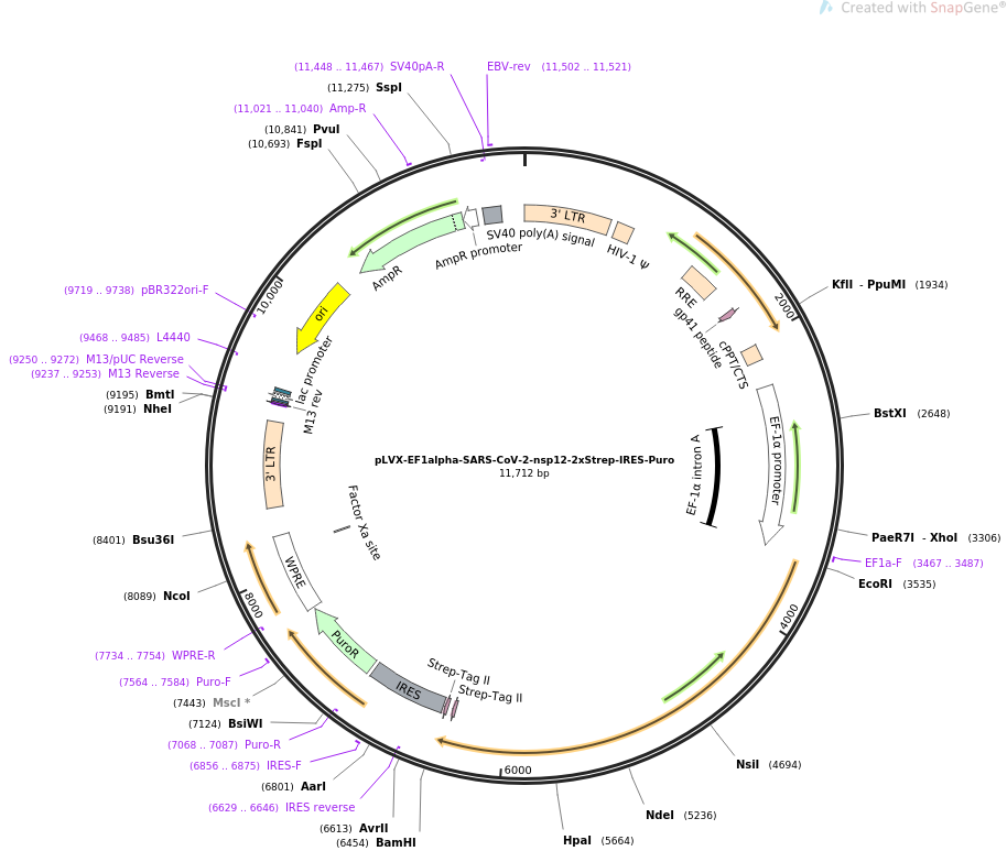 pLVX-EF1alpha-SARS-CoV-2-nsp12-2xStrep-IRES-Puro质粒图谱