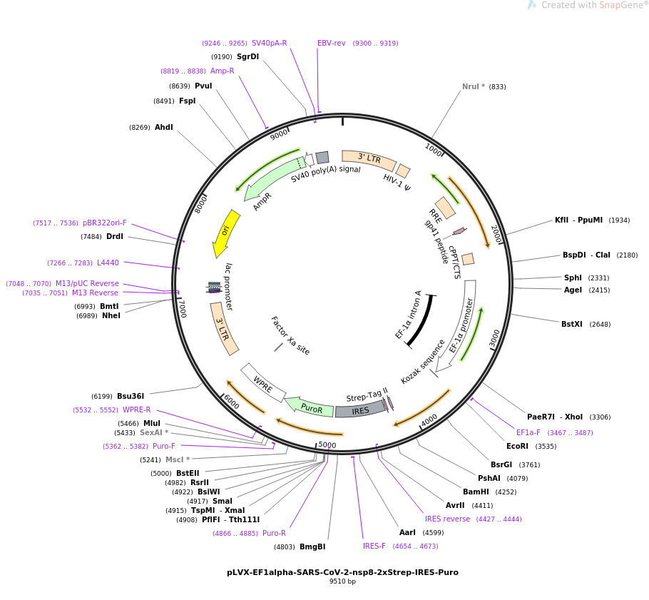 pLVX-EF1alpha-SARS-CoV-2-nsp8-2xStrep-IRES-Puro载体图谱