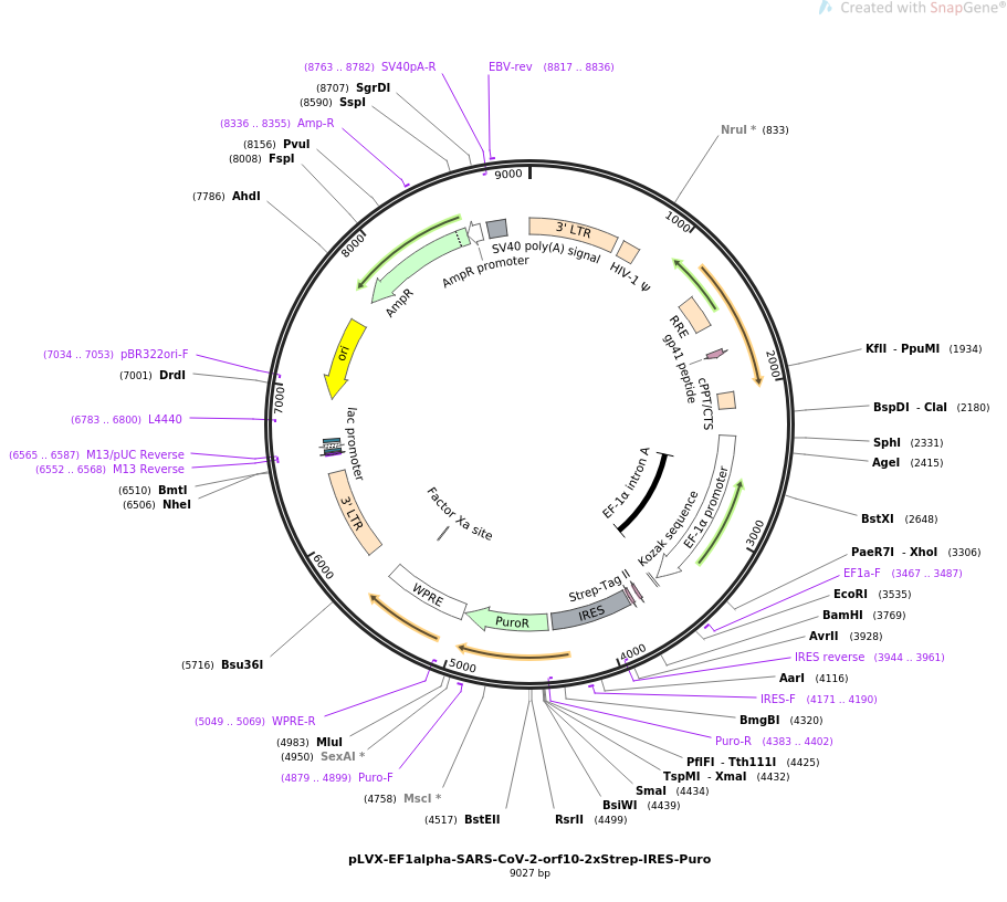 pLVX-EF1alpha-SARS-CoV-2-orf10-2xStrep-IRES-Puro载体图谱