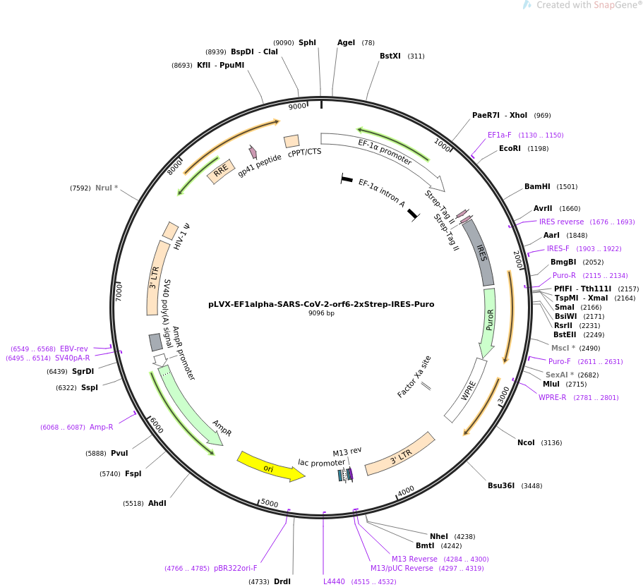 pLVX-EF1alpha-SARS-CoV-2-orf3a-2xStrep-IRES-Puro载体图谱