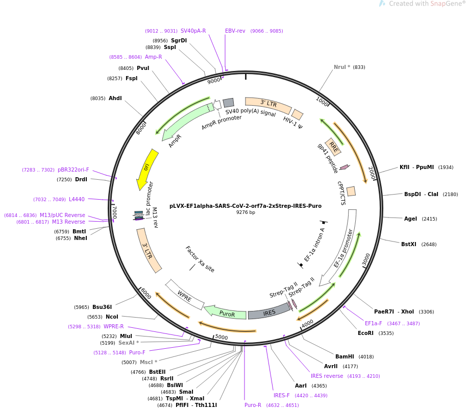 pLVX-EF1alpha-SARS-CoV-2-orf3a-2xStrep-IRES-Puro载体图谱