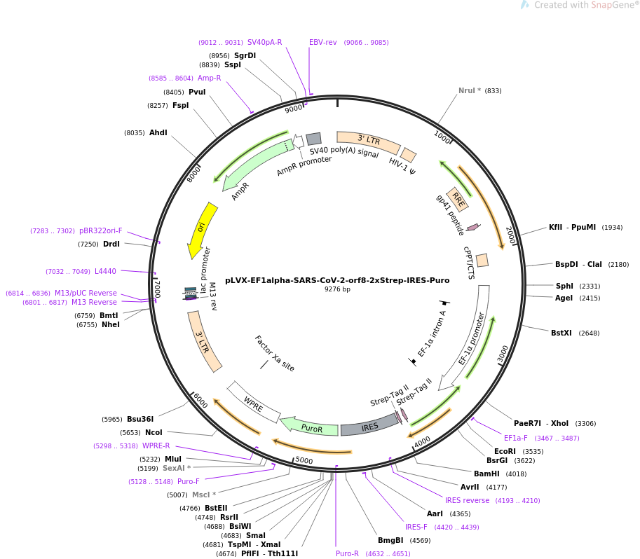 pLVX-EF1alpha-SARS-CoV-2-orf8-2xStrep-IRES-Puro载体图谱