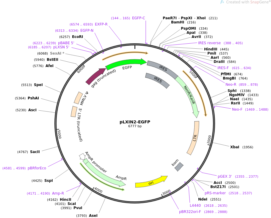 pLXIN2-EGFP质粒图谱