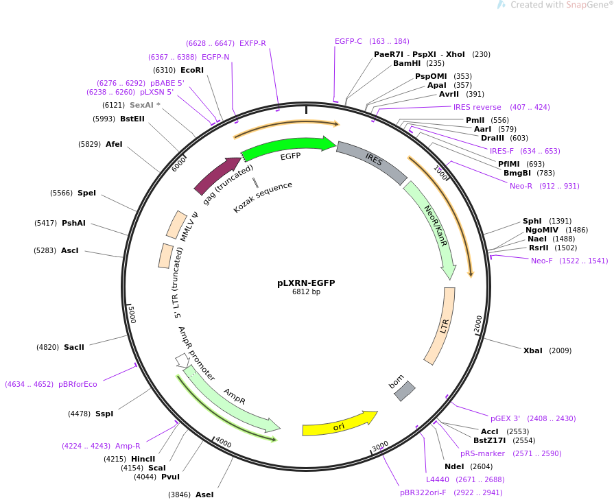 pLXRN-EGFP质粒图谱