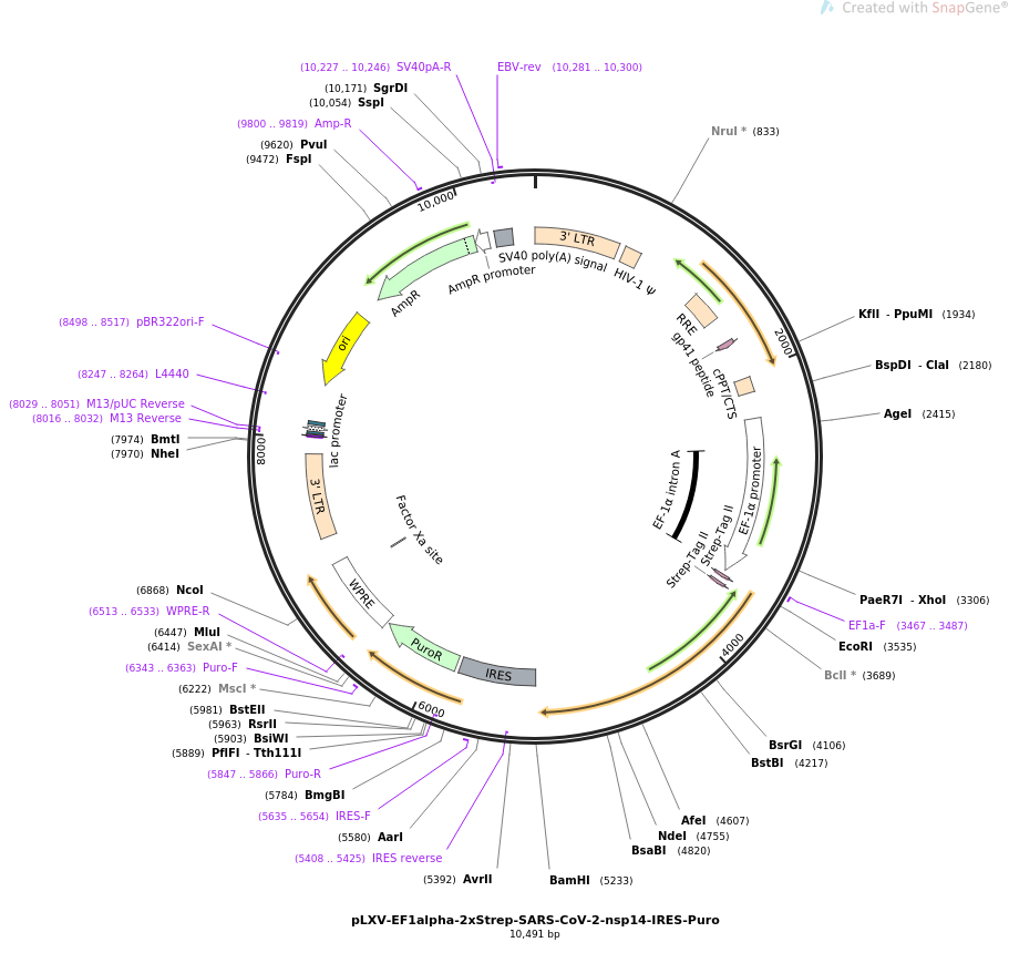 pLXV-EF1alpha-2xStrep-SARS-CoV-2-nsp14-IRES-Puro载体图谱