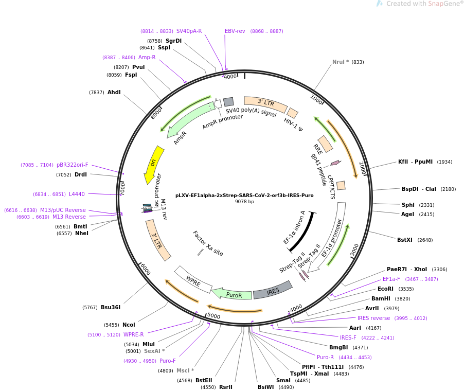 pLVX-EF1alpha-SARS-CoV-2-orf3a-IRES-Puro载体图谱