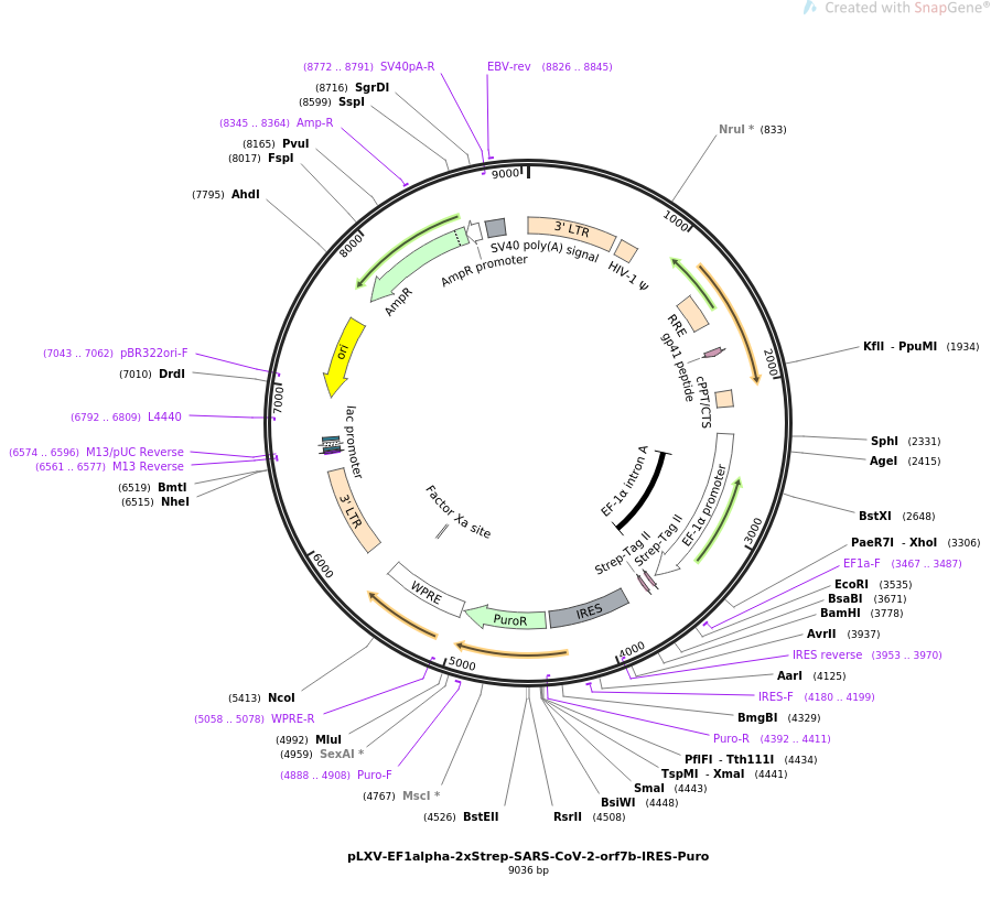 pLVX-EF1alpha-2xStrep-SARS-CoV-2-orf7b-IRES-Puro载体图谱