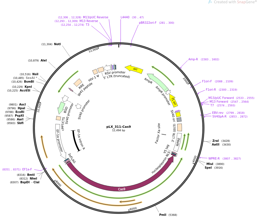 pLX_311-Cas9质粒图谱