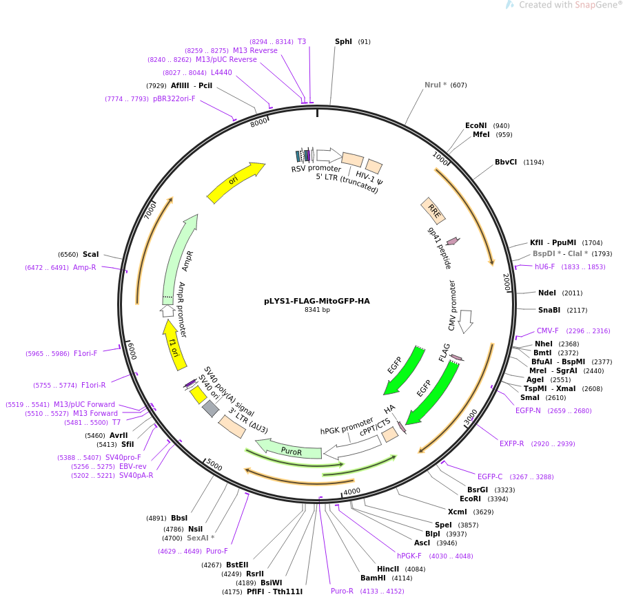 pLYS1-FLAG-MitoGFP-HA质粒图