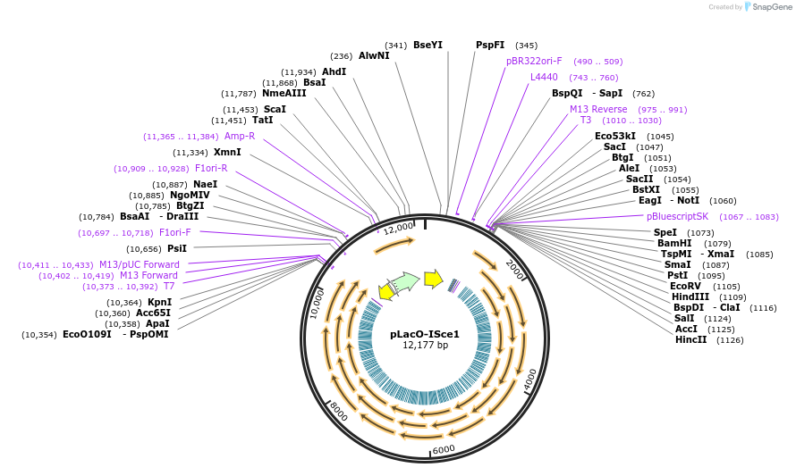 pLacO-ISce1载体图谱
