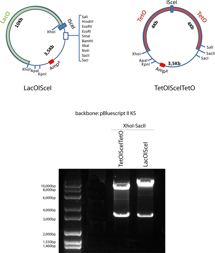 pLacO-ISce1载体图谱