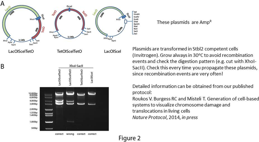 pLacO-ISce1载体图谱