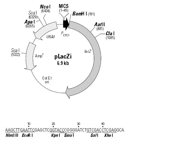 pLacZi载体图谱